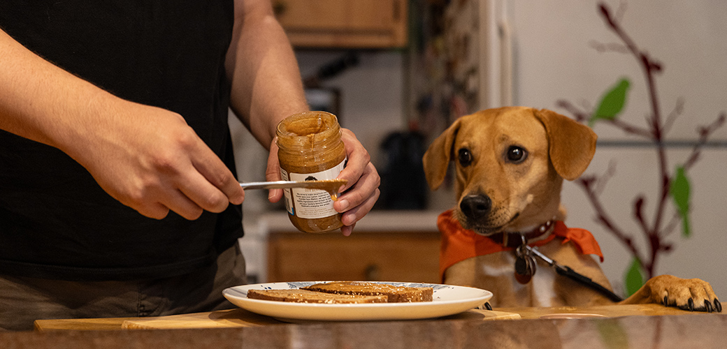 Why Choose Nature’s Blend Dog Food Canada for Your Pet